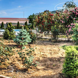 Фото Золотой абрикос