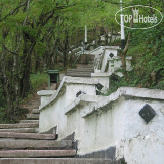 Photos Кипарис