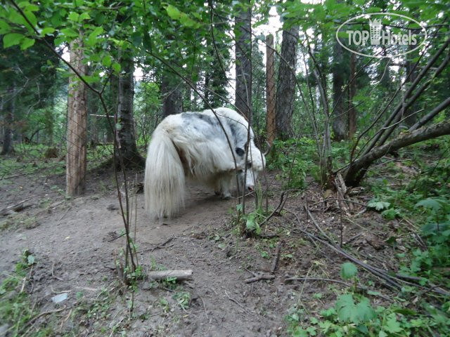 New photos from tourists Эдельвейс