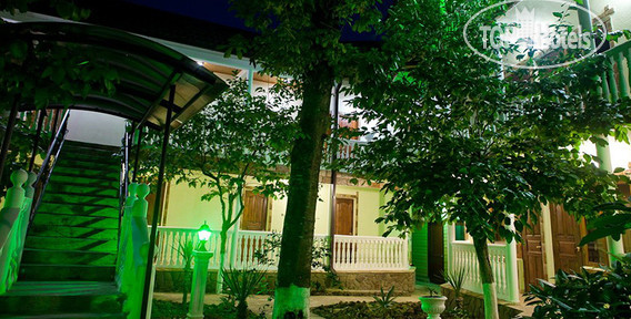 Фото Золотой Ара