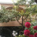 Photos Камелия