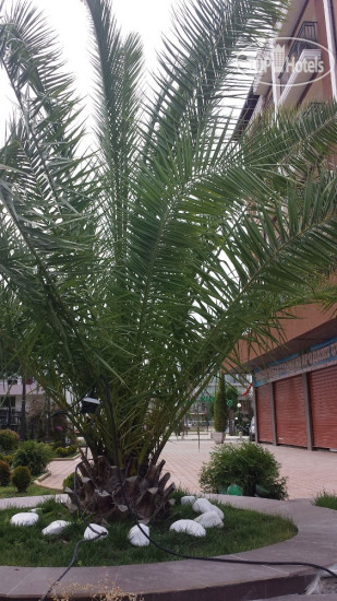 New photos from tourists Bahami Residence 3*