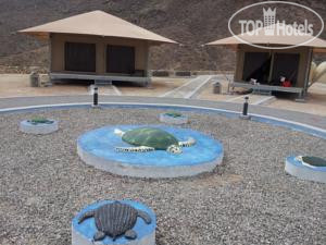 New photos from tourists Ras Al Jinz Carapace