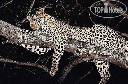 New photos from tourists Savute Elephant Lodge A Belmond Safari Botswana 5*