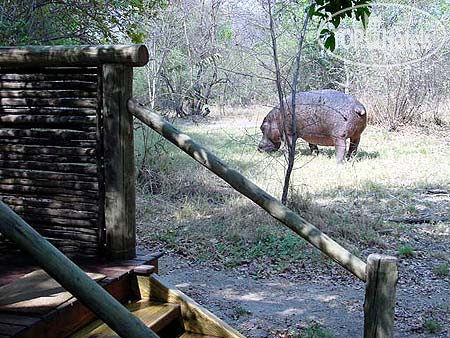 New photos from tourists Camp Moremi 4*