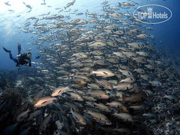 New photos from tourists Camel Dive Club & Hotel 4*