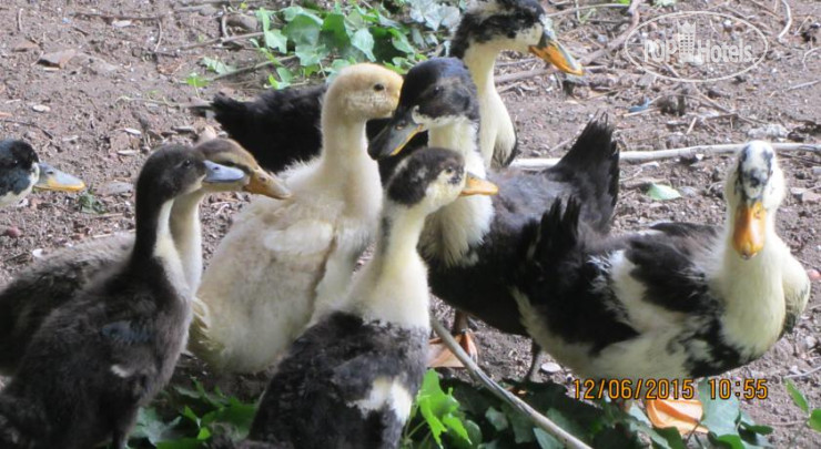 New photos from tourists Lira Guest House