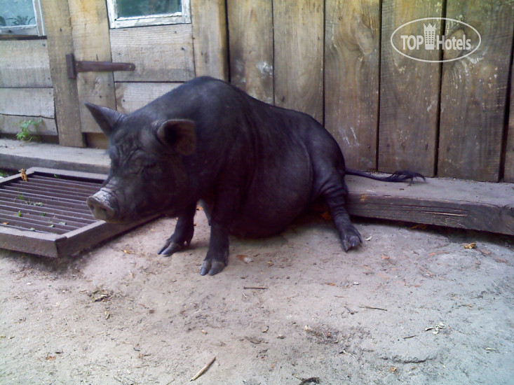 New photos from tourists NH Haiti El Rancho 4*