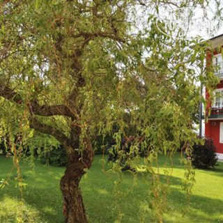 Photos Kurhotel Fuessingerhof