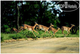 Hotel photo andBeyond Phinda Zuka Lodge 5*