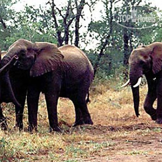 Photos Ingwe Game Lodge