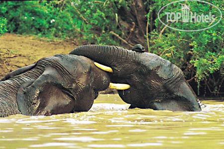 New photos from tourists Kwandwe Private Game Reserve 5*