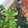 Photos Jangkrik Homestay