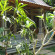 Photos Telaga Homestay Ubud