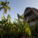 Photos Ubud Hidden Villa