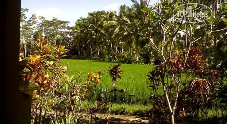 Photos Arjana Bungalows Rice Field