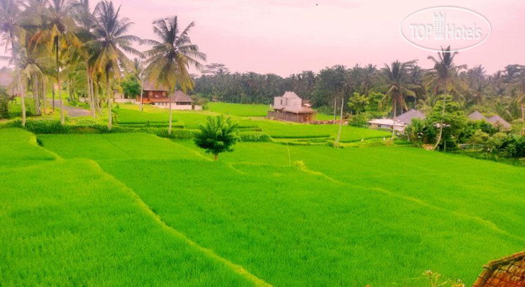 Photos The Suci House Ubud