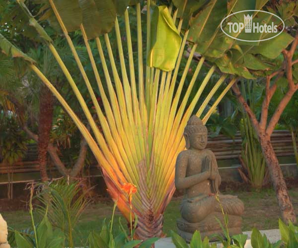 New photos from tourists Villa Mayo Bali 4*