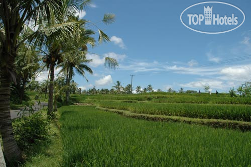 New photos from tourists Villa Sasoon Candidasa 4*