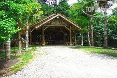 Photos Borneo Tropical Rainforest