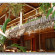 Фото Love's Beach and Dive Resort