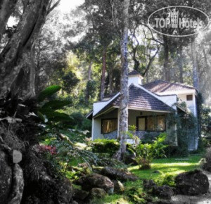 Photos The Tall Trees