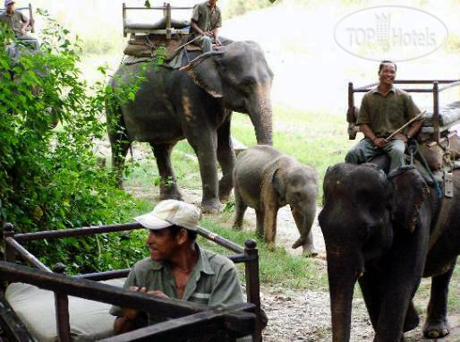 New photos from tourists Machan Wildlife Resort