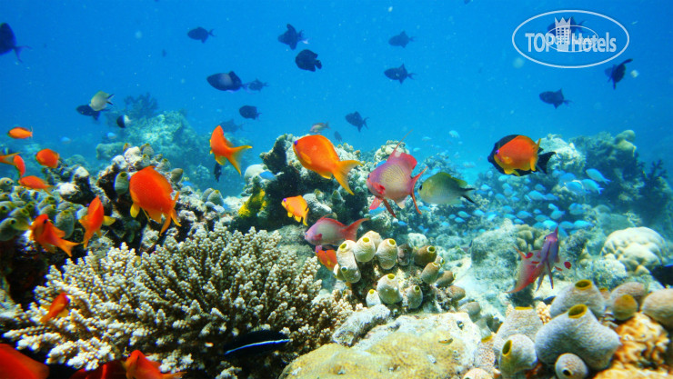 New photos from tourists Naladhu Private Island Maldives 5*