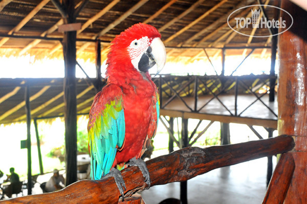 Hotel photo Tiwa Amazonas Ecoresort 3*
