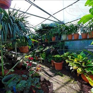 Photos Bougainvillea