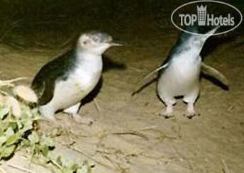 New photos from tourists All Seasons Kangaroo Island Lodge 3*