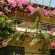 Фото Angeliki's Apartments