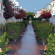 Bungalows Vista Flor 3*