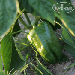 Новые добавленные фото туристов Masseria Montelauro 4*