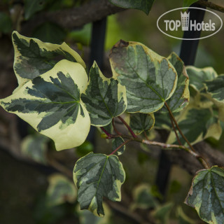 Фото Villa Laura Resort