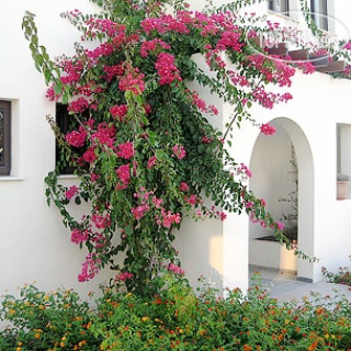 Photos Aura Holiday Villas