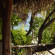 Photos Pacific Resort Aitutaki