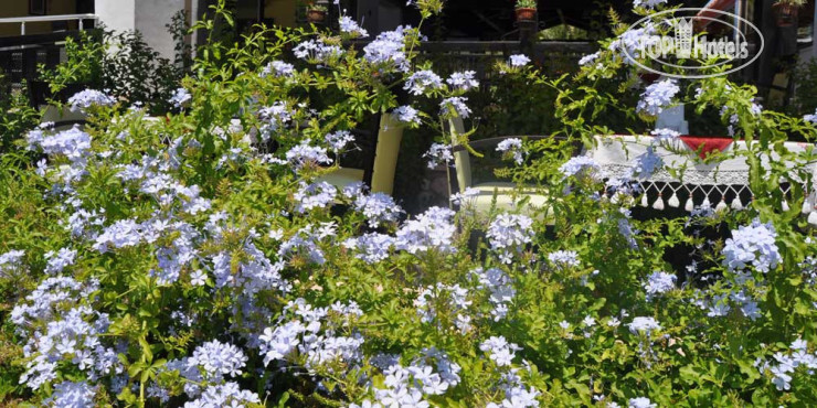 Новые добавленные фото туристов Altinkaya Hotel 