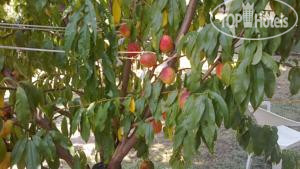 New photos from tourists Selin Pension