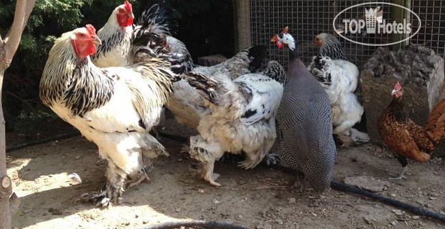 New photos from tourists Naturalife Farm Hotel