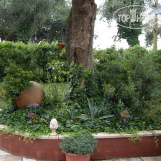 Photos Sous L'Olivier