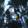 Photos Treehotel