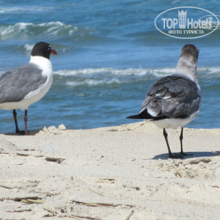 Photos Best Western Plus Chincoteague Island