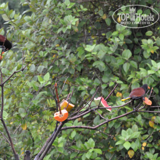 Фото Arenal Observatory Lodge & Spa