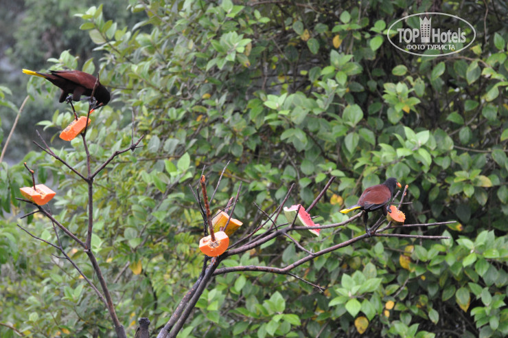 New photos from tourists Arenal Observatory Lodge & Spa