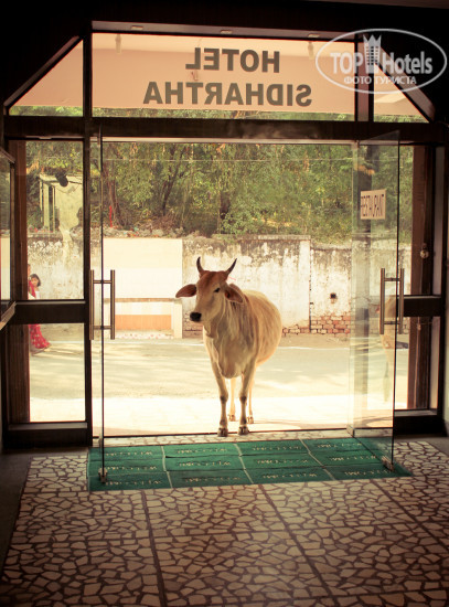 Hotelier's photos Sidhartha Hotel 1*