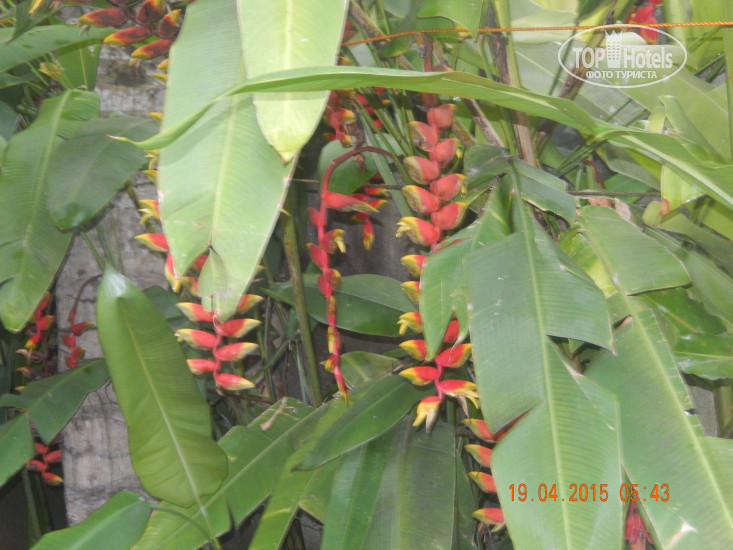 Hotel photo Paradise Garden 3*