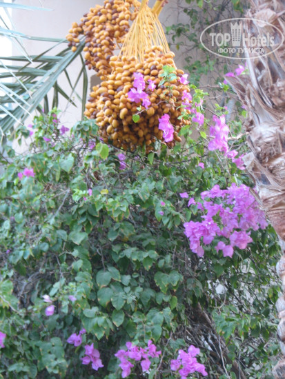 New photos from tourists Sultan Bey Hotel 4*