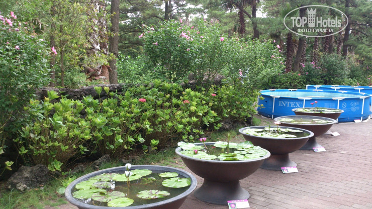 Hotel photo Black Sands Hotel Jeju 4*