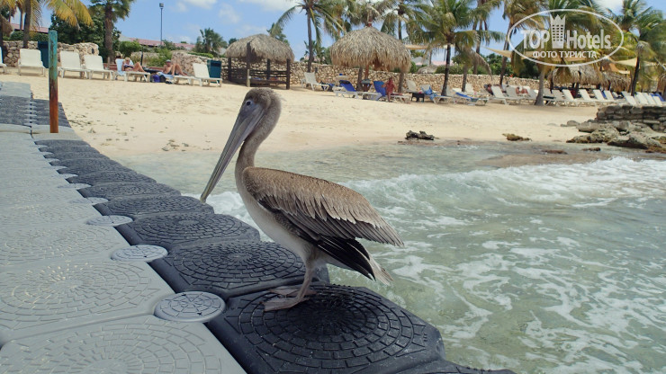 Hotelier's photos Plaza Resort Bonaire 4*
